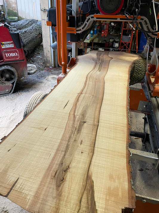 Norway Maple
